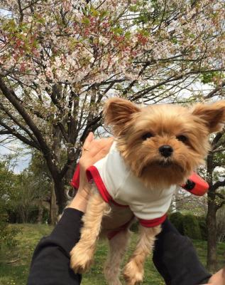 桜🌸もう散ってるのに