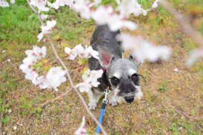 ぼんぼり桜