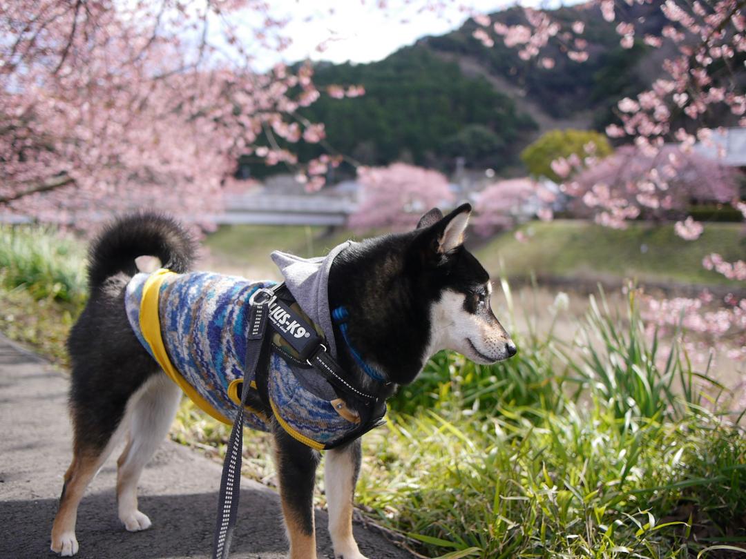 初めての河津桜