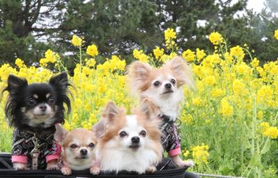 菜の花と我が子たち♪