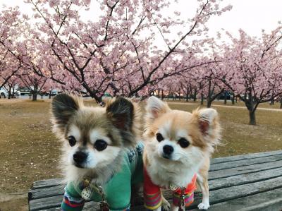 河津桜🌸の前で