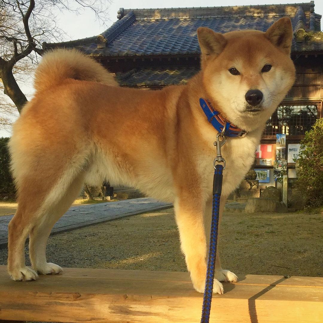 俺、神社好きたい…！(^-^)