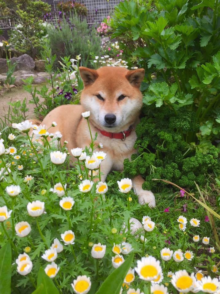 お花が好きなモモちゃん！