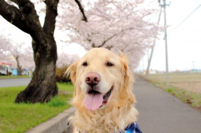 桜並木すごいんだよ