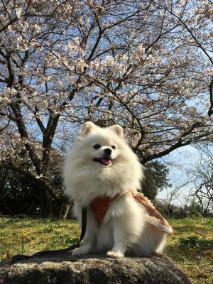 桜大好き♪