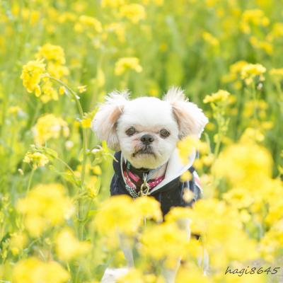 菜の花の黄色は元気が出るね～