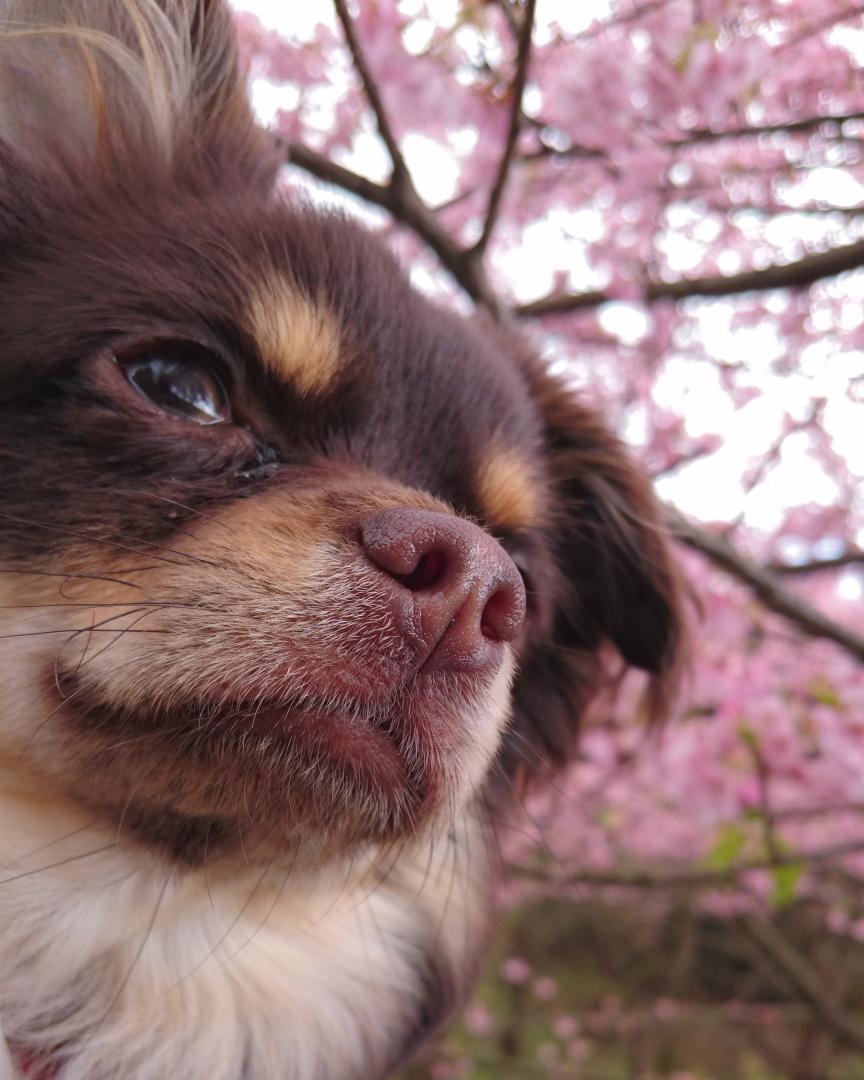 初めてのお花見