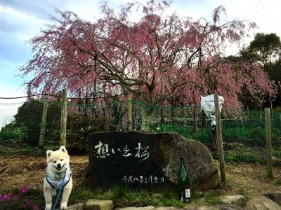 お花見