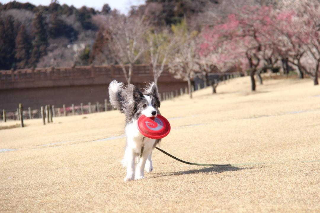 千波湖にきてもディスク遊びは外せないんよ～🐶