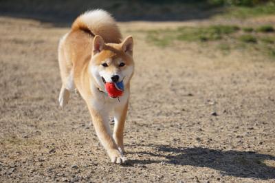 はじめてのドッグラン