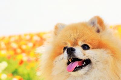 春のポピー畑