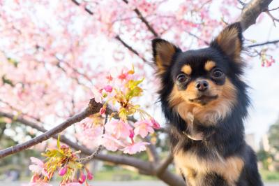 河津桜