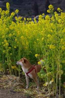 菜の花畑でかくれんぼ