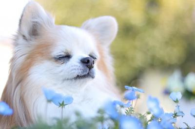 お花の香りを楽しみながら