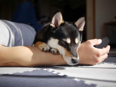 お父さんとお昼寝