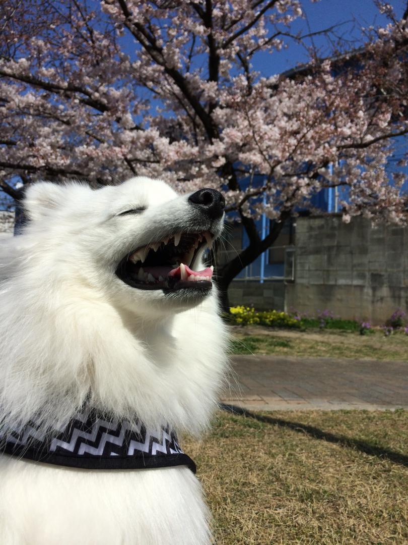 桜の前で休憩中