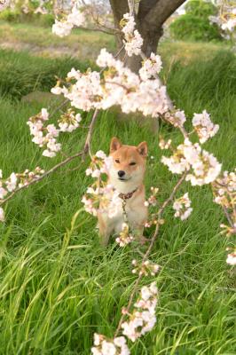 生まれて初めてのお花見