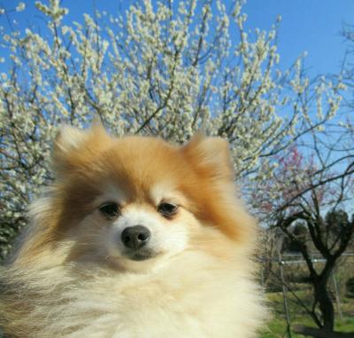 ポンの尻尾が、梅の花になりました。