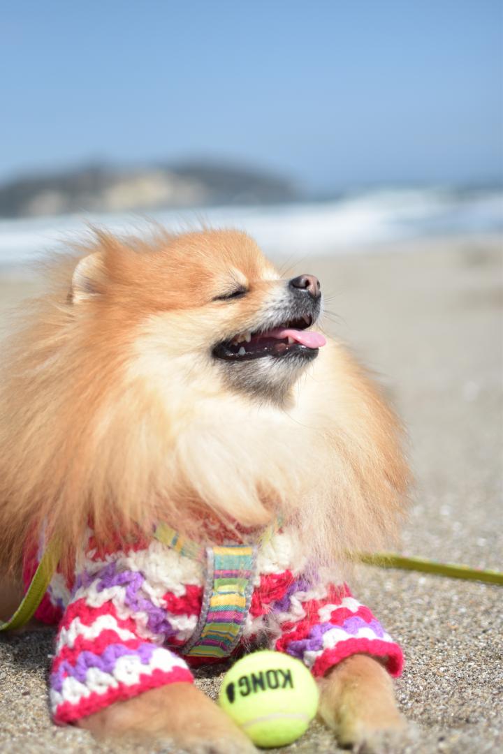 海の声が聞こえて幸せ♪