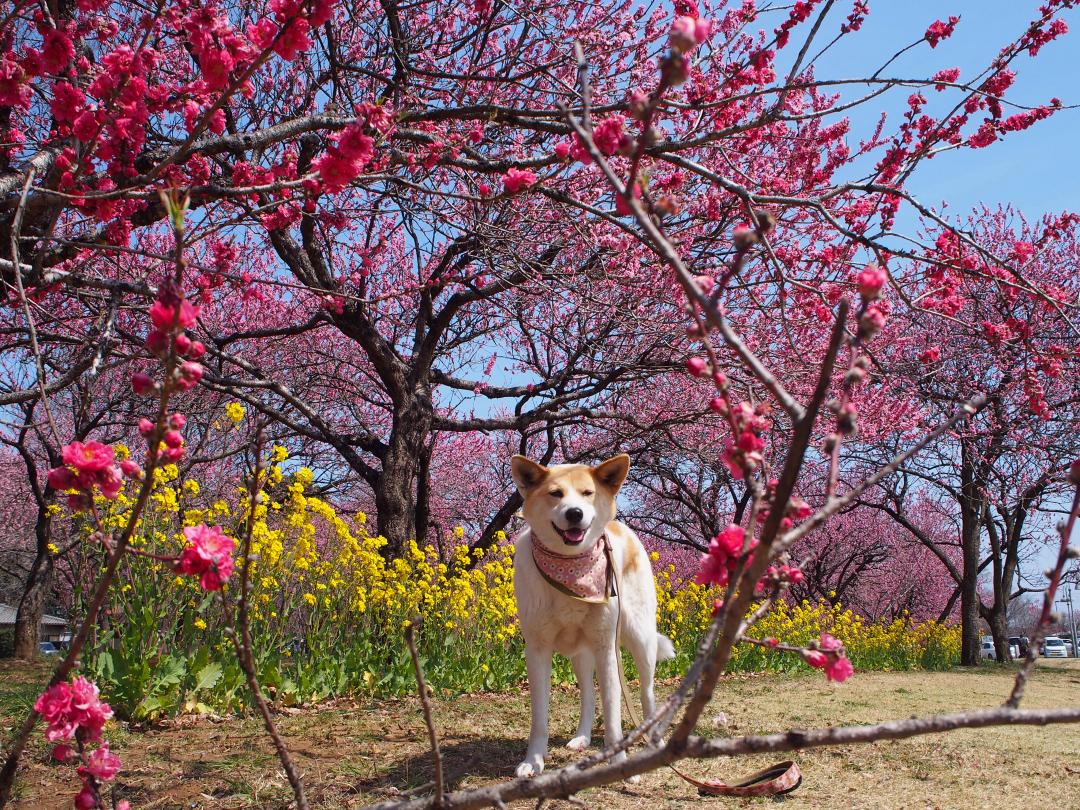 花桃リース