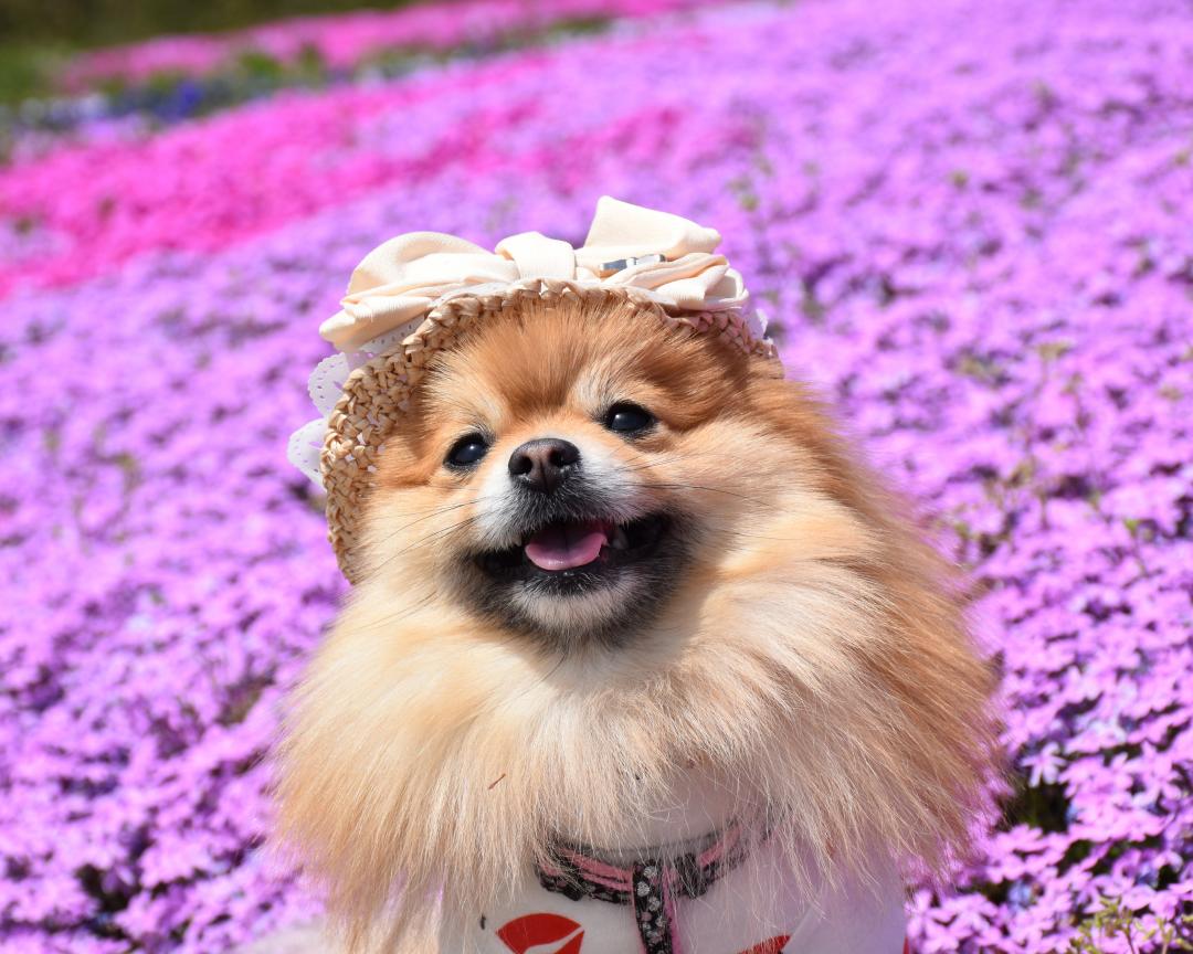 元気いっぱいのお花に歓迎されて幸せ～