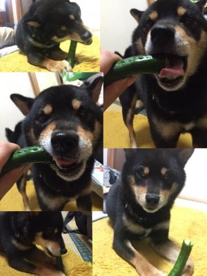 大好きなキュウリ🥒💕