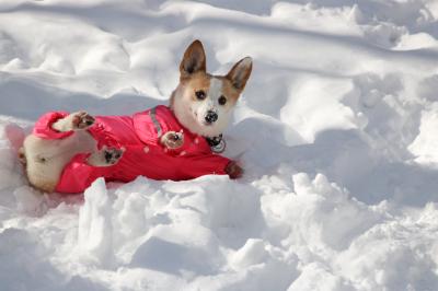 雪楽しい ワン