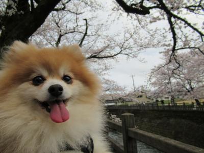 満開の桜の前にて