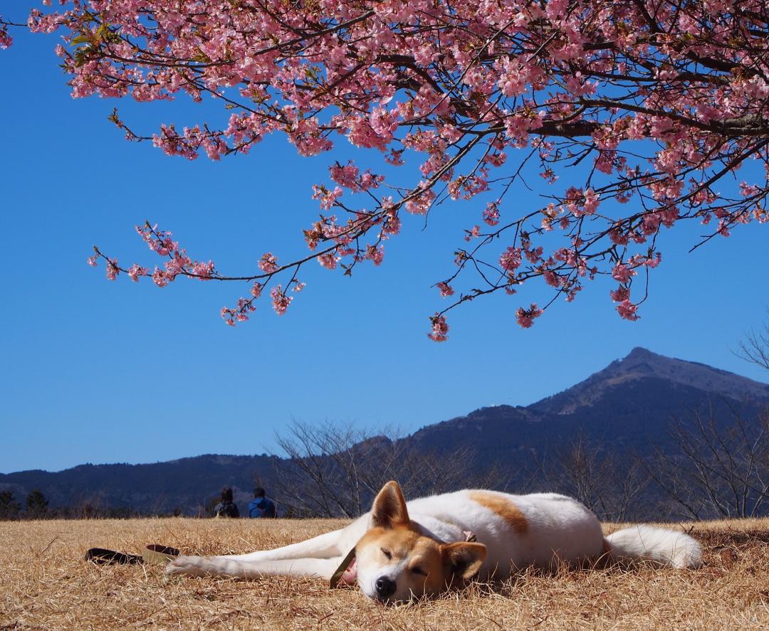 花より昼寝～♪