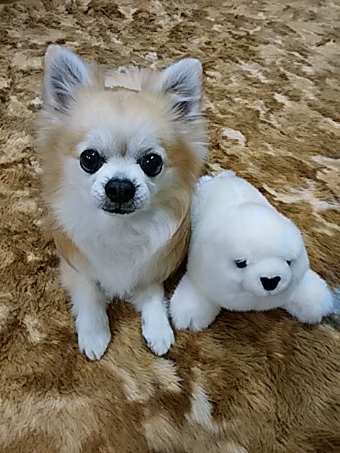 鉄とシロ