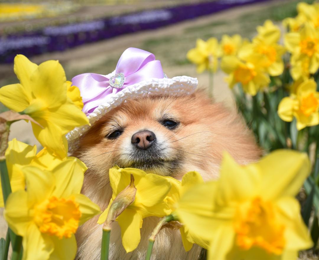 お花とおしゃべりしながらまったり～～