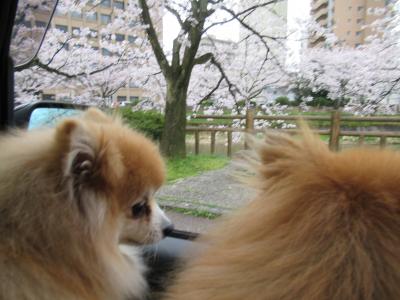 車窓から桜のお花見