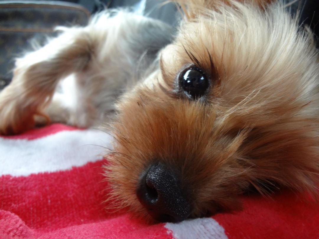 よしよししてーーー ちちちくわさんの投稿写真 犬 愛犬フォトコンテスト イヌトミィ