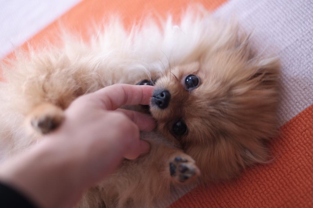 あたちとあしょんでよ～！