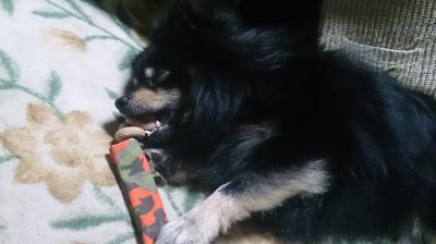 ｶﾐｶﾐしたままおねむ