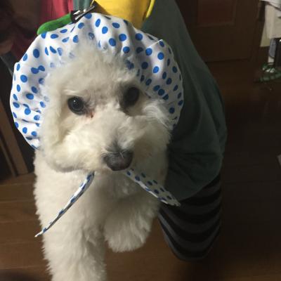 可愛く変装