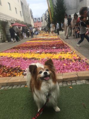 お花の絨毯をお散歩できて楽しい～