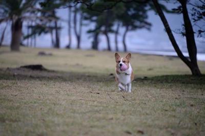 ボール投げが大大大好き