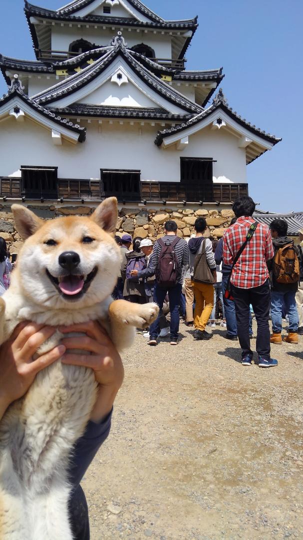 彦根城と柴犬のうめ