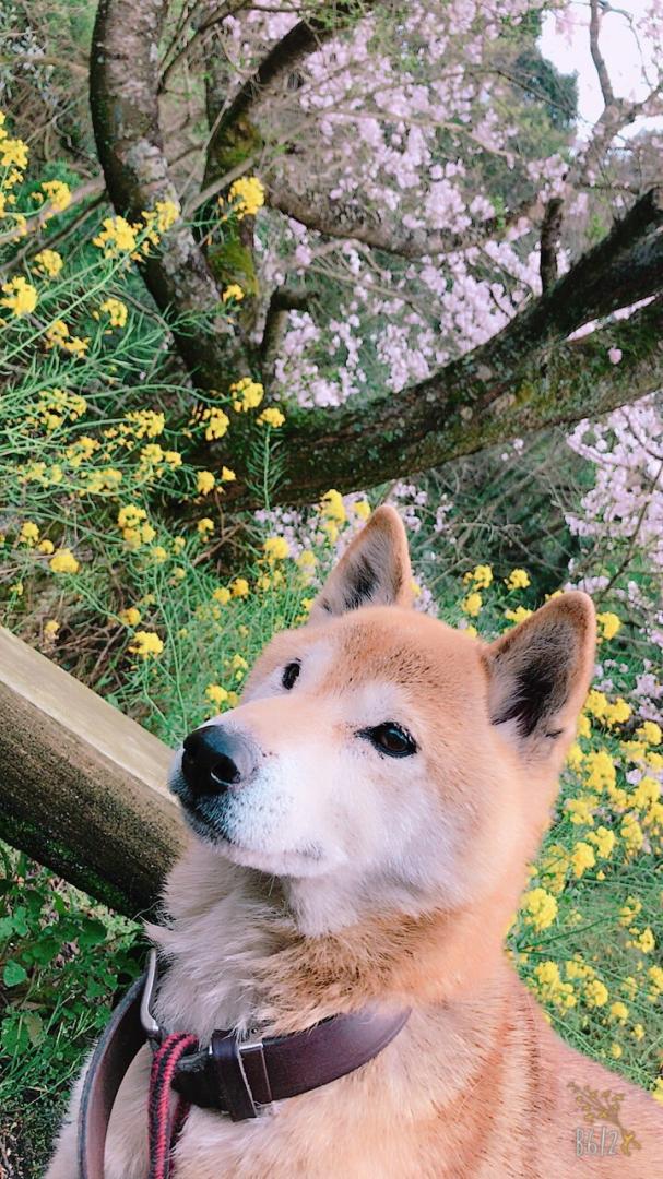 春がきた。