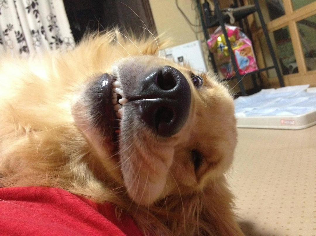 人間も犬も同じ
