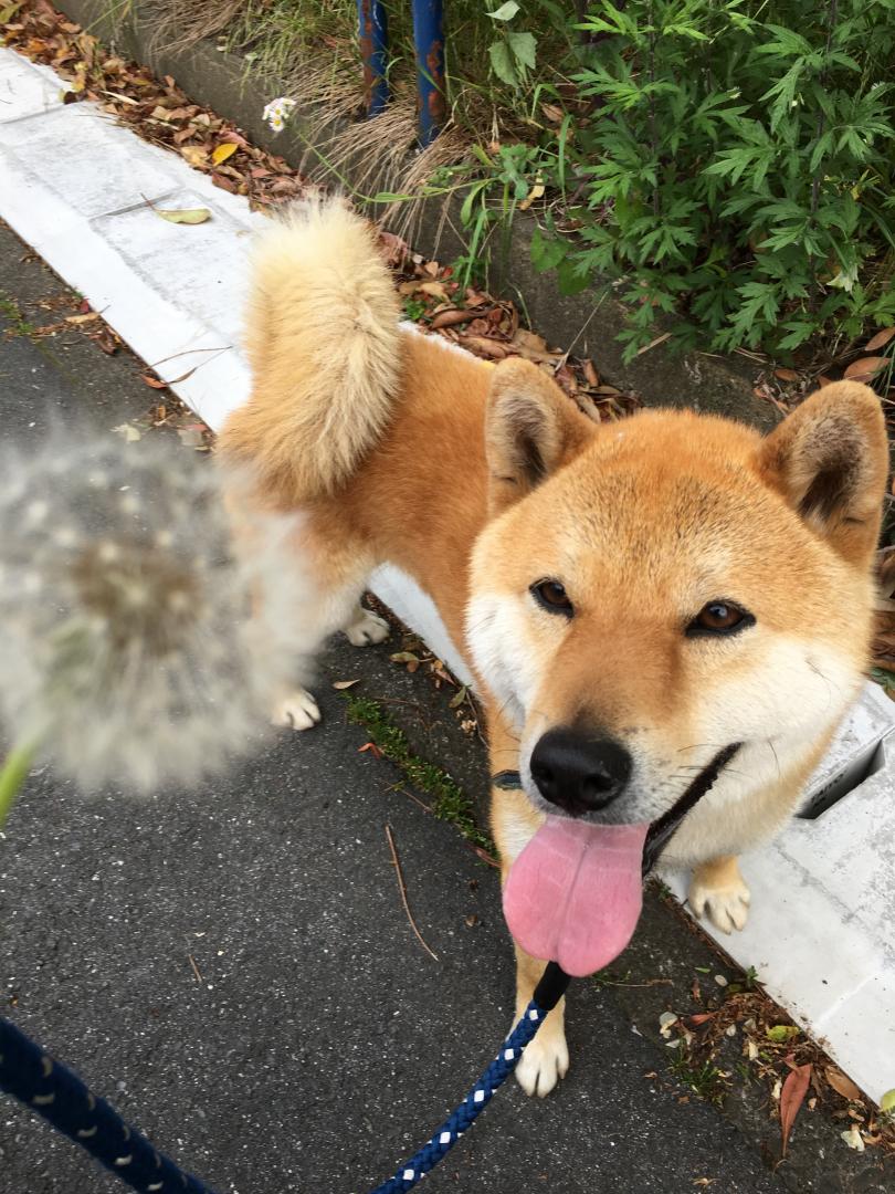 タンポポ