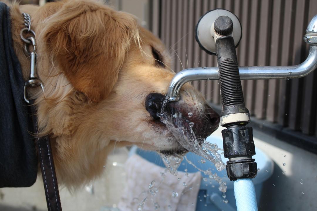 夏は水っしょ！