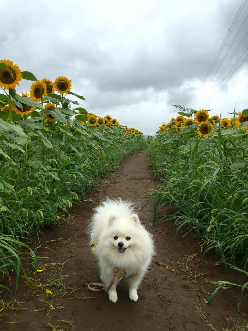 一面ひまわり(*^^*)