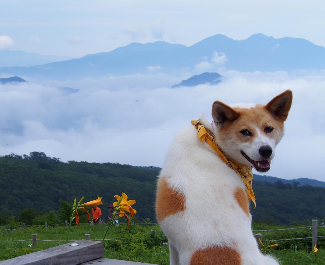 おかあしゃ～ん　雲海が見えるよ～♪