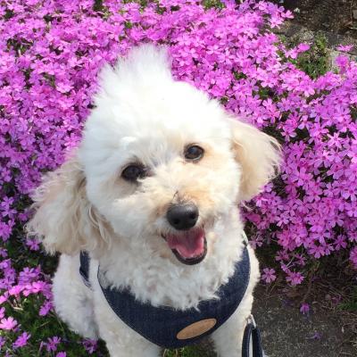 芝桜とくり