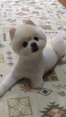 早くドッグランにいきたいよー