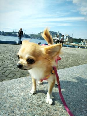 ﾏﾛﾝのレトロ散歩🌴🐕🐾💕