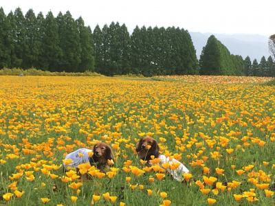 生駒高原のポピー畑