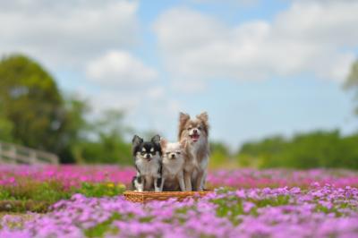 どすこーーいっ！